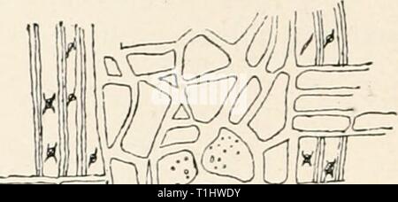 Les maladies des plantes induite par les maladies des plantes parasites induits par cryptogamuc ; introduction à l'étude des champignons pathogènes, slime-champignons, bactéries et algues. English ed. par William G. Smith Année tubeuoft diseasesofplants00 : 1897 mm Fig. 221.-section d'un tract du parenchyme dans l'utilisation d'un rameau de genévrier-. (Après Woernle.) Banque D'Images