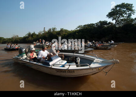 Des photographes en bateaux en attente d'une Jaguar pour service dans le Pantanal au Brésil Banque D'Images