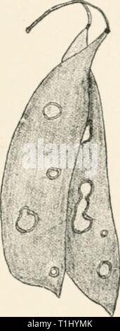 Les maladies des plantes induite par les maladies des plantes parasites induits par cryptogamuc ; introduction à l'étude des champignons pathogènes, slime-champignons, bactéries et algues. English ed. par William G. Smith Année tubeuoft diseasesofplants00 : 1897 ASCOCHYTA. 473 Banque D'Images