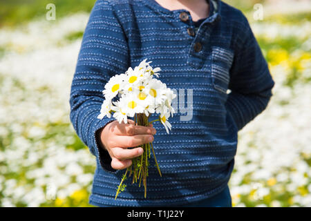 Petit Enfant tient un bouquet de fleurs Daisy Banque D'Images