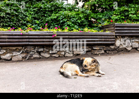 Triste sans-abri abandonné un chien errant mutt couchée sur trottoirs dormir à Rivne, Ukraine street Banque D'Images