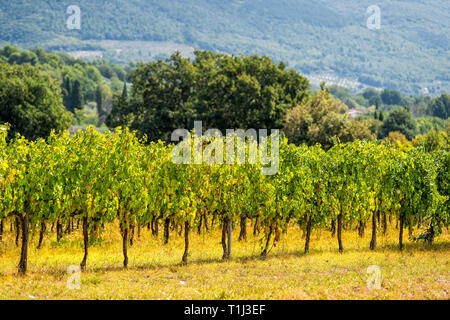 Beaucoup de blanc vert ou jaune Grechetto vin vigne grappes suspendues bunch à Assise, Ombrie Italie vineyard winery at sunset mountain bokeh background Banque D'Images