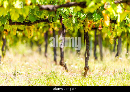 Beaucoup de blanc vert ou jaune Grechetto vin vigne grappes suspendues tas de vignes à Assise, Ombrie Italie vineyard winery au coucher du soleil Banque D'Images