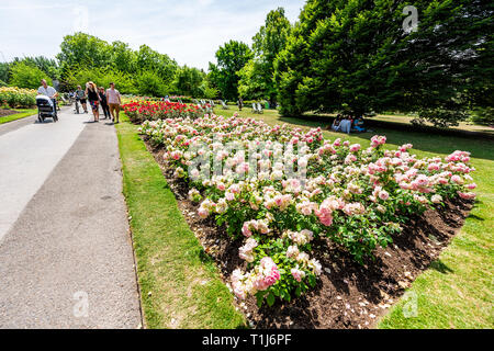 Londres, Royaume-Uni - 24 juin 2018 : Rose Queen Mary's Gardens dans Regent's park au cours de journée d'été avec la rue du sentier et chemin de la route personnes fleurs colorées Banque D'Images