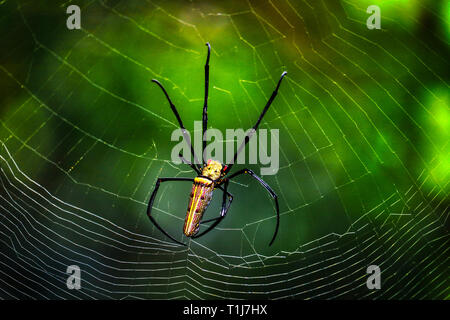 Cette photo montre un très dangereux et araignée venimeuse assis dans la douche jungle de Thaïlande dans son spider web Banque D'Images
