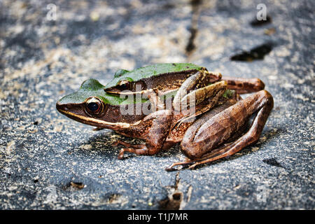 Cette unique photo montre deux grenouilles assis dans la jungle de la Thaïlande a également appelé Palau Chute d'Hua Hin Banque D'Images