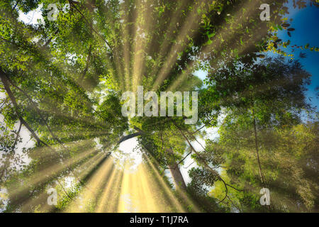 Cette photo montre la cascade jungle sauvage et étonnante nature également appelé Palau Chute d'Hua Hin en Thaïlande Banque D'Images