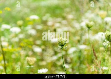 Les champs cultivés dans l'été à Rivne, Ukraine l'herbe verte avec parapluie blanc mauvaises herbes Fleurs séchées Fleurs sauvages en saison pour les semences d'arrière-plan flou Banque D'Images
