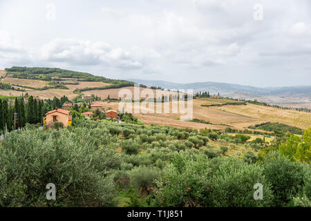 Oliviers par villa sur montagne en Monticchiello, Val D'Orcia en Toscane Italie campagne avec de nombreuses plantes vertes sur la pente Banque D'Images