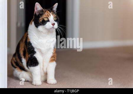 Funny mignon visage femelle chat calico assis sur un tapis à l'intérieur de la maison par la porte de la Chambre les yeux à la chambre Banque D'Images