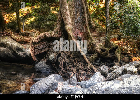 Cette photo montre la cascade jungle sauvage et étonnante nature également appelé Palau Chute d'Hua Hin en Thaïlande Banque D'Images