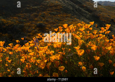 Les collines sont vivantes de coquelicots Banque D'Images