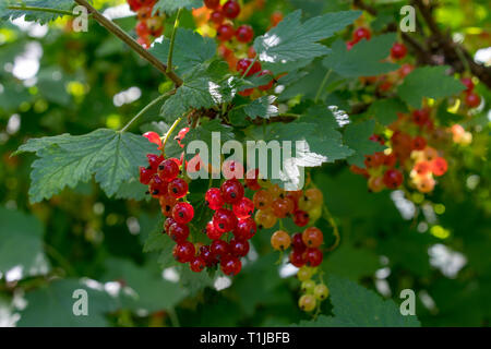 Le sureau rouge (Sambucus racemosa) les branches Banque D'Images