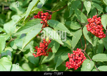 Sambucus racemosa, une espèce de sureau des sureau rouge-rouge et d'un Aîné grainées- vue rapprochée sur la branche dans le jardin Banque D'Images