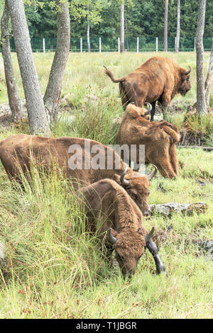 Bison d'Europe, Bison bonasus, visent Banque D'Images