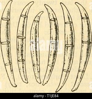 Les maladies des plantes de cultures dans les maladies des plantes de cultures dans les Petites Antilles, diseasesofcroppl00nowe Année : 1923 242 LES MALADIES DES PLANTES DE CULTURE il peut être contrôlé et empêchés de propagation destructive par des mesures de quarantaine. Avec l'aide de l'état les zones infectées sont plantées avec le système immunitaire ' ' banana chinois à être prêts pour l'exportation en tant que produit séché. La maladie est présente à une grave mesure de la Manzana variété mais pas le Chameluco à Cuba et sur l'Chameluco mais pas la Manzana à Porto Rico (Brandes) : dans chaque cas, le plus estimé et le plus cultivé de la Banque D'Images