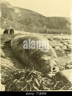 Rapports de découverte (1929) rapports de découverte discoveryreports11929inst Année : 1929 A. SiuiiiJtii flot. Fig- 3- ELEPHANT SEAL DE LA GÉORGIE DU SUD Banque D'Images