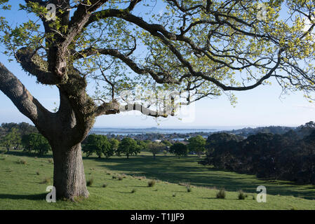 Auckland, Nouvelle-Zélande. Printemps au parc local Banque D'Images