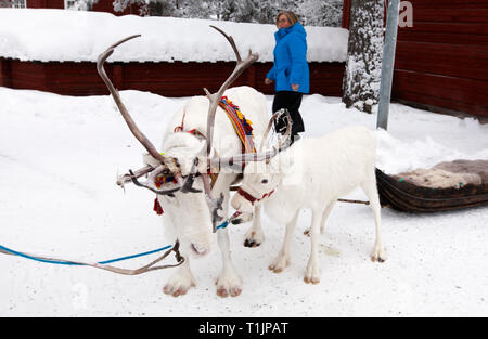 JOKKMOKK, Suède Le 08 février, 2019. Vue sur le début de la parade dans Jokkmokk avec rennes, les touristes. Usage éditorial. Banque D'Images