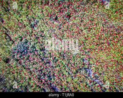 Photographie aérienne du jardin de fleurs Banque D'Images