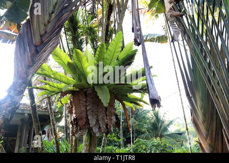 Asplenium nidus ou connu sous le nom de Bird's Nest fern croissant sur une branche d'arbre Banque D'Images