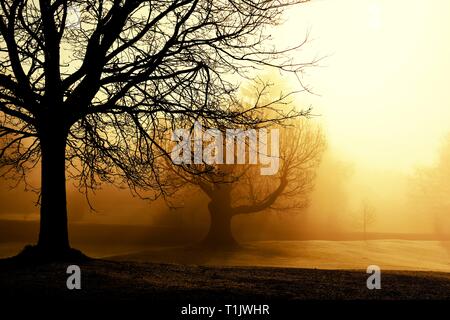 Un matin brumeux. Glebe park,Bowness on Windermere Lake District,,Cumbria, Angleterre, Royaume-Uni Banque D'Images