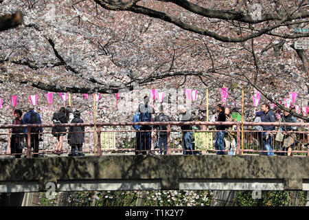 Tokyo, Japon. Mar 27, 2019. Personnes regardant les fleurs de cerisier d'un pont sur la rivière de Meguro à Tokyo, Japon. Affichage de la fleur de cerisier, Sakura, ou est devenu quelque chose d'un passe-temps national pour les Japonais, et est un atout considérable pour les touristes. Durant que d'environ deux semaines, il s'assure que les zones les plus populaires sont toujours bondés. Crédit : Paul Brown/Alamy Live News Banque D'Images