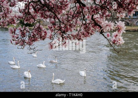 Paris, France. Mar 26, 2019. Les cygnes nager dans l'eau à Strasbourg, France, le 26 mars 2019. Credit : Zhang Cheng/Xinhua/Alamy Live News Banque D'Images