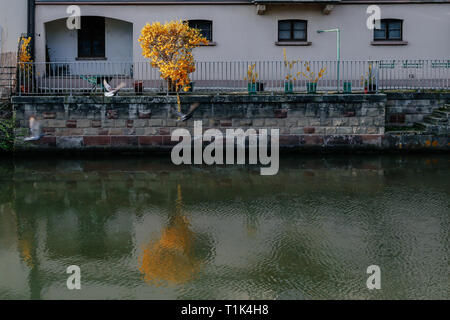 Paris, France. Mar 26, 2019. Des oiseaux volent passé fleurs forsythia florissante à Strasbourg, France, le 26 mars 2019. Credit : Zhang Cheng/Xinhua/Alamy Live News Banque D'Images