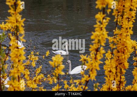 Paris, France. Mar 26, 2019. Les cygnes nager dans l'eau à Strasbourg, France, le 26 mars 2019. Credit : Zhang Cheng/Xinhua/Alamy Live News Banque D'Images