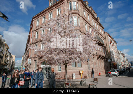 Paris, France. Mar 26, 2019. Les piétons à pied passé cerisiers florissant à Strasbourg, France, le 26 mars 2019. Credit : Zhang Cheng/Xinhua/Alamy Live News Banque D'Images