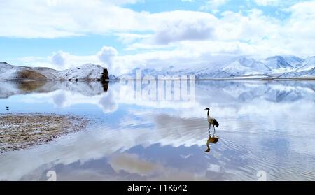 Beijing, Chine. Mar 10, 2018. Photo aérienne prise le 10 mars 2018 montre une grue à cou noir dans le comté de Lhunzhub, sud-ouest de la Chine, région autonome du Tibet. Credit : Purbu Zhaxi/Xinhua/Alamy Live News Banque D'Images