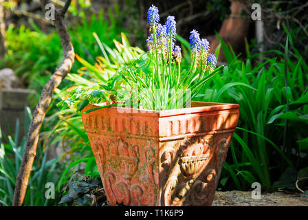 Portland, Dorset. 27 mars 2019. Météo France : muscaris prendre le soleil matinal dans une falaise à Portland garden Crédit : Stuart fretwell/Alamy Live News Banque D'Images