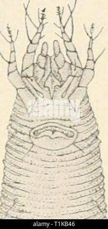 Les maladies des plantes cultivées et des maladies des plantes cultivées et des arbres diseasesofcultiv massuoft00Année : [1910 ?] Banque D'Images