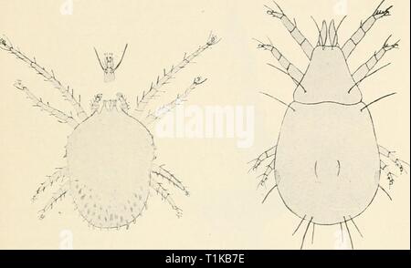 Les maladies des plantes cultivées et des maladies des plantes cultivées et des arbres diseasesofcultiv massuoft00Année : [1910 ?] 545 acariens aux racines de la vigne. Cet acarien a été distribué dans le monde entier dans ses usines d'aliments. Les indications de sa présence sont : arrestation de la croissance ; les feuilles deviennent jaune : le défaut de produire des fleurs ;- rougeâtre taches brunes sur l'ampoule-échelles, indiquant les lieux où les acariens ont été l'alimentation. Il y avait en même temps des différences d'opinion quant à savoir si l'acarien a été la principale cause de blessures pour les bulbes infestés avec elle. On pensait que la blessure peut Banque D'Images