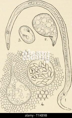 Les maladies des plantes cultivées et des maladies des plantes cultivées et des arbres diseasesofcultiv massuoft00Année : [1910 ?] 55° LES MALADIES DES PLANTES CULTIVÉES mesure selon le nombre de galles sur les racines. Cette blessure, ainsi que ceux causés par les vers en puisant leur nourriture de la plante, vérifie sa croissance et souvent tue-le- droit, ou si l'affaiblit que maladies fongiques entrer et accélérer sa destruction." Les mêmes auteurs affirment que "le plus efficace, complet, fig. 167. Eelworms. je, homme de Tylenchus. devastatrix (après Ritzema Bos) ; 2, femme d'Heterodera/ntdicico ; un oeuf, 3 de Banque D'Images