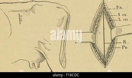 Les maladies des bovins, ovins, caprins Les maladies du bétail, moutons, chèvres et porcs diseasesofcattle00pe Année : 1920 GASTROTOMV 739 d'une façon générale, toutefois, la ponction du rumen chez les bovins et les ovins est rarement suivie d'une quelconque complication, GASTROTOMIE. Gastrotomie est effectuée pour le soulagement de l'impaction de la panse et d'enlever les corps étrangers, tels que des draps, des clous, des morceaux de cuir, etc., qui ont été avalés. Un trait vertical ou légèrement oblique incision est pratiquée dans le flanc gauche. Fig. 302.-Gastrotomie. Va, la peau ; Im, 2m, couches musculaires ; PE, du péritoine  ; R, rumen, montrant la ligne d'incision. e Banque D'Images