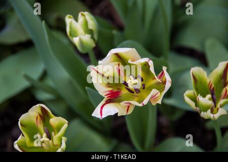 Libre de tulipes colorées au pic fleurs à Descanso Gardens, La Cañada Flintridge, comté de Los Angeles, Californie. 24 mars, 2019. Banque D'Images