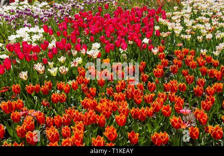 Une superbe gamme de tulipes colorées au pic de floraison. Descanso Gardens, La Cañada Flintridge, comté de Los Angeles, Californie. 24 mars, 2019. Banque D'Images