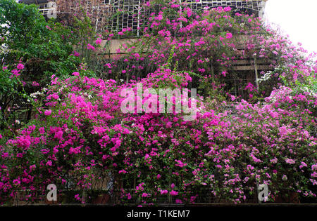 Grande maison à Ho Chi Minh city, Viêt Nam avec des fleurs de bougainvillées rose couvrir façade d'immeuble, fleur décoration treillis pour l'avant de la chambre Banque D'Images