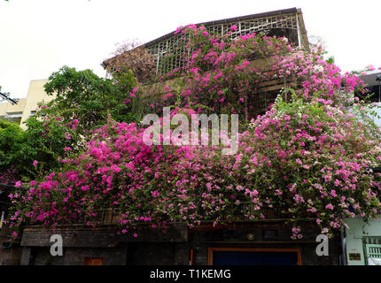 Grande maison à Ho Chi Minh city, Viêt Nam avec des fleurs de bougainvillées rose couvrir façade d'immeuble, fleur décoration treillis pour l'avant de la chambre Banque D'Images