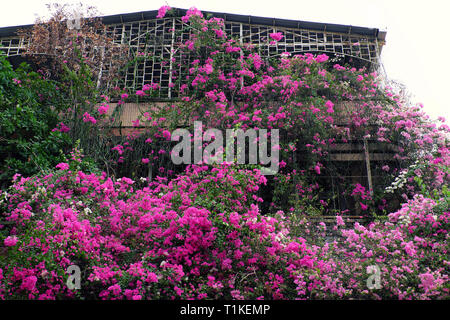 Grande maison à Ho Chi Minh city, Viêt Nam avec des fleurs de bougainvillées rose couvrir façade d'immeuble, fleur décoration treillis pour l'avant de la chambre Banque D'Images