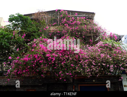 Grande maison à Ho Chi Minh city, Viêt Nam avec des fleurs de bougainvillées rose couvrir façade d'immeuble, fleur décoration treillis pour l'avant de la chambre Banque D'Images