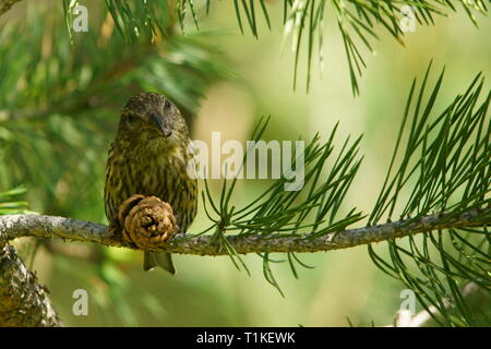Red Crossbill, Loxia curvirostra, Caucase, Géorgie. Banque D'Images