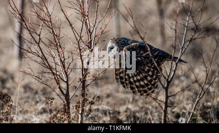 Chouette de l'Oural (Strix uralensis) volant entre les buissons après avoir attrapé une proie avec un arrière-plan flou artistique Banque D'Images