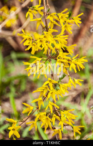 Border forsythia est un arbuste à feuilles caduques d'ornement de jardin origine.Forsythia fleurs en face de avec de l'herbe bien verte et bleu ciel. Golden Bell, Border Fo Banque D'Images