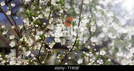 Fleurs blanches et bleu ciel au lever du soleil. Printemps en fleurs. Les vergers sont en fleurs au printemps. Fleurs Nature texture de fond. Motif floral. Banque D'Images