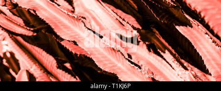 Succulentes cactus partie close up sous les rayons du soleil dans ton ciel couleur corail vivant de l'année 2019 Banque D'Images