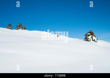 Vue panoramique sur la pente couverte de neige en montagne alpine avec les jeunes pins de conifères Banque D'Images