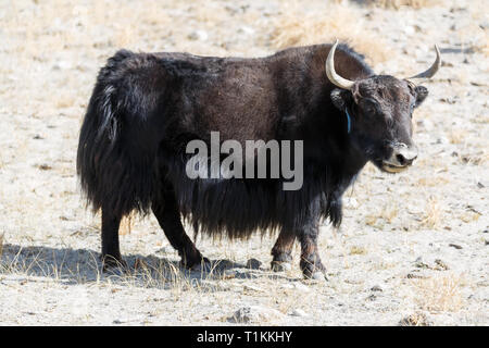 Yak animaux sur les prairies près du lac Karakul (Karakorum Highway, la Province du Xinjiang, Chine). Banque D'Images